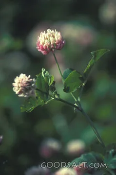Clover Blossoms in Morning Light