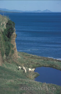 Sheep Beside Still Waters