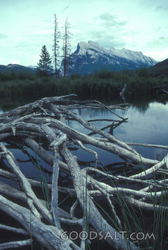 Still Waters Beneath the Mountain