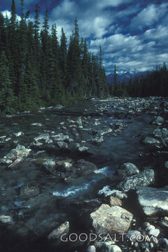 Mountain Stream in the Wilderness