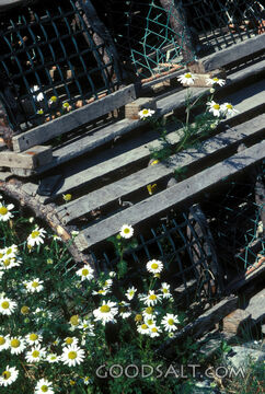 Daisies Among the Fishing Nets