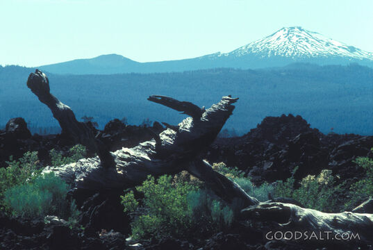 Snowcapped Mountain Beyond the Lava Field