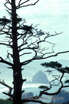 Coastal Tree Over the Sea
