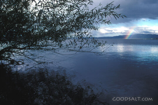 Covenant Rainbow Over the Waters