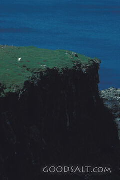 Sheep on the Cliff