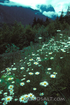 Wildflowers Beneath the Mountain Mist