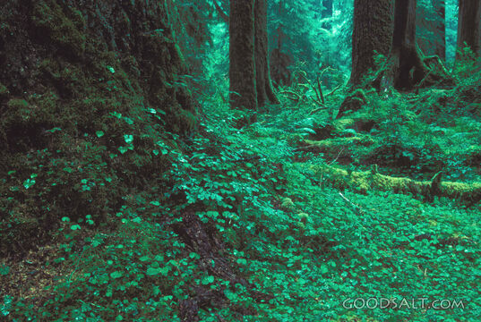 Deep Forest of Creation