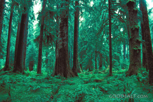 Forest of Creation