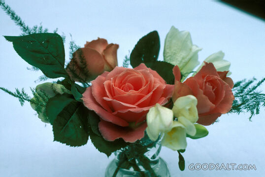 Roses of Grace