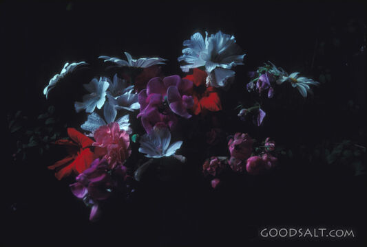 Flowers of Divine Provision