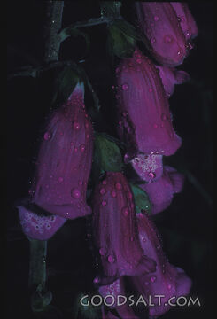 Dew on Foxglove Bells