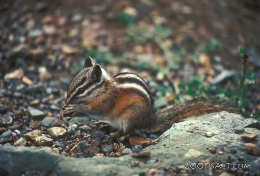 Chipmunk Fed by Providence
