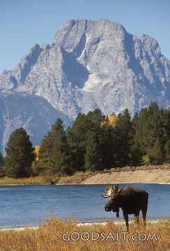 Moose by the Mountain Lake
