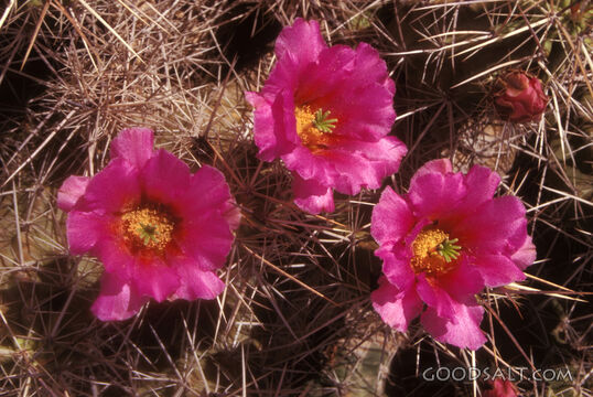 Desert Cactus Blossoms