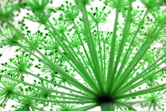 Umbel Seed Head of Creation