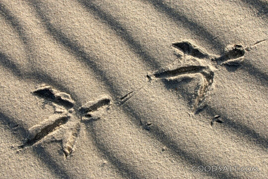 Bird Tracks Across the Sand