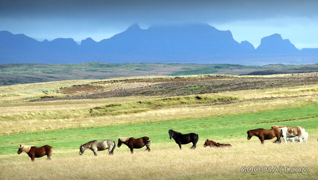 Horses Grazing in Mountain Pasture