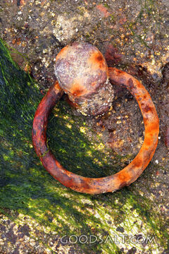 Weathered Iron Mooring Ring