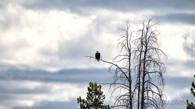 Eagle Watch in the Storm Clouds