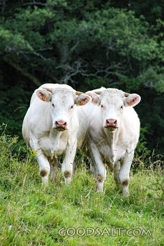 Cattle in the Meadow