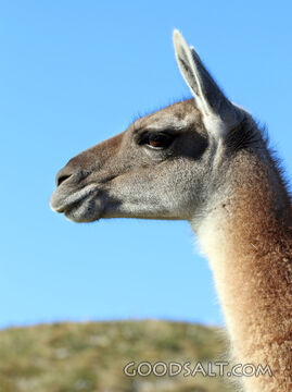 Llama Under the Open Sky