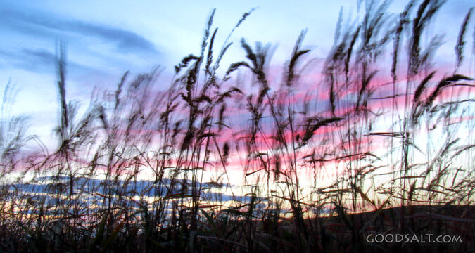 Reeds at Evening Light