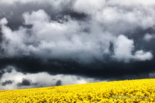 Harvest Field Beneath Storm Clouds