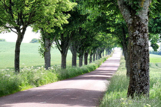 Tree-Lined Country Road