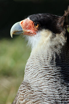 Crested Caracara Watch