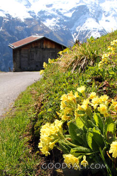 Alpine Wildflowers Beneath the Mountain Peaks