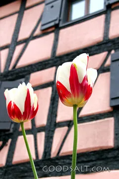 Tulips of Spring Renewal
