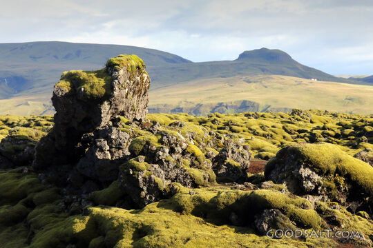 Moss-Covered Rocks in the Wilderness