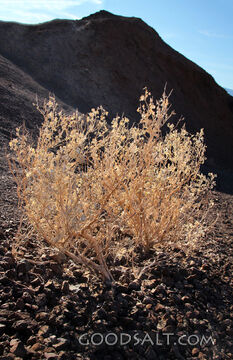 Wilderness Bush on Rocky Ground