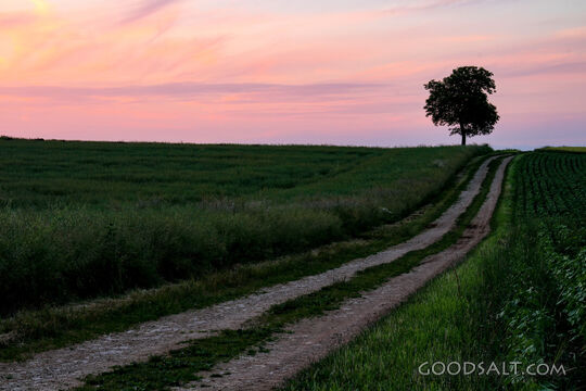 Country Path at Evening