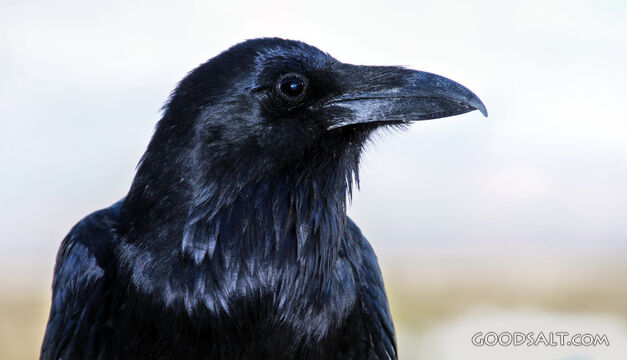 Raven of Providence