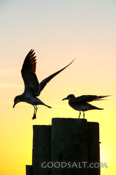 Gulls at Evening Watch