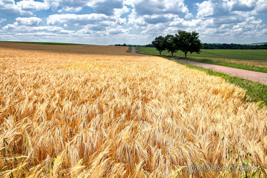 Fields White for Harvest