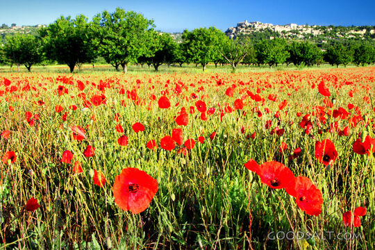Poppies of the Field