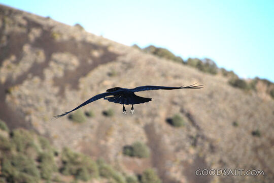 Raven Over Wilderness Hills