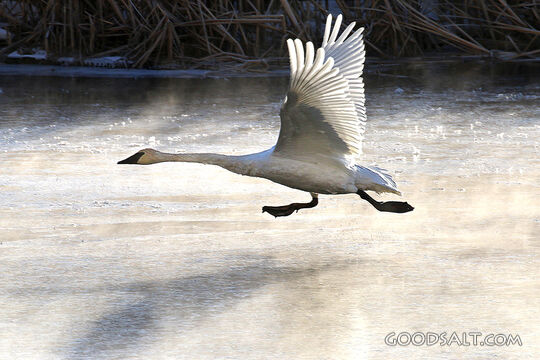 Swan Rising Over Frozen Waters
