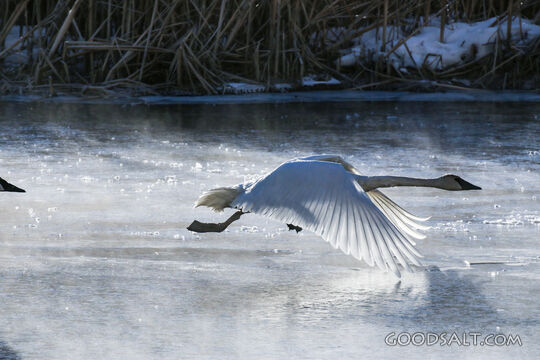 Swan in Flight Over Winter Waters