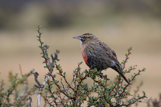 Songbird Among the Thorns