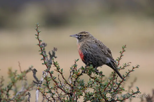 Songbird Among the Thorns