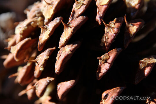 Seed Cone in Morning Light