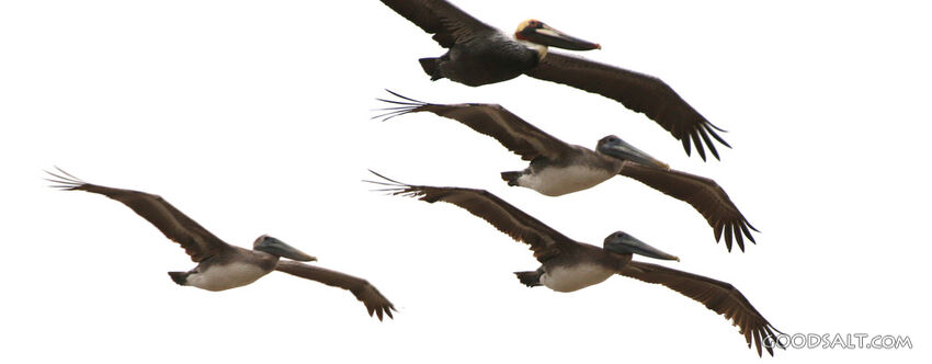 Pelicans in Provident Flight