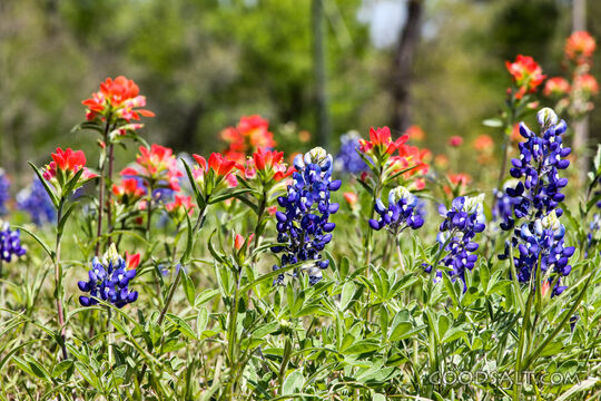 Bluebonnets and Paintbrush in Spring Meadow