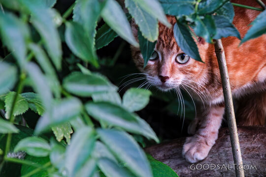 Tabby Cat Hidden in Garden Leaves