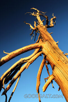Root Out of Dry Ground