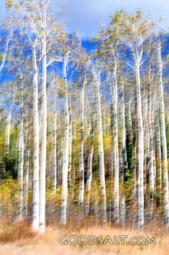 Aspen Grove in Creation Light