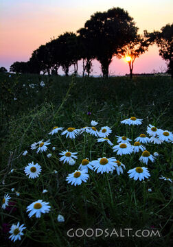 Flowers of the Field at Sunset